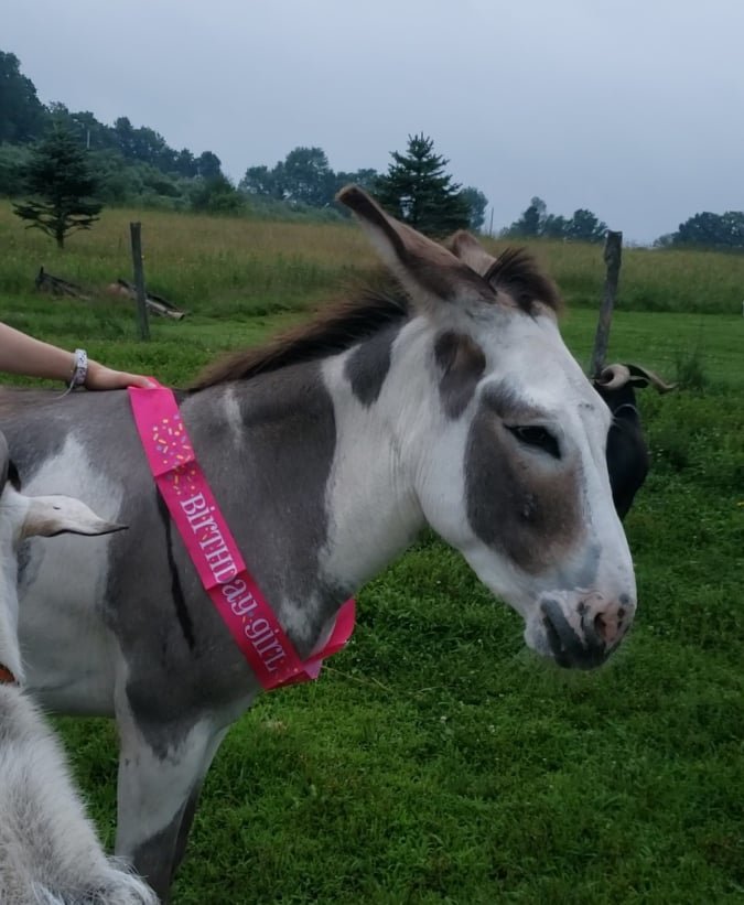 Daisy the donkey celebrates her tenth birthday